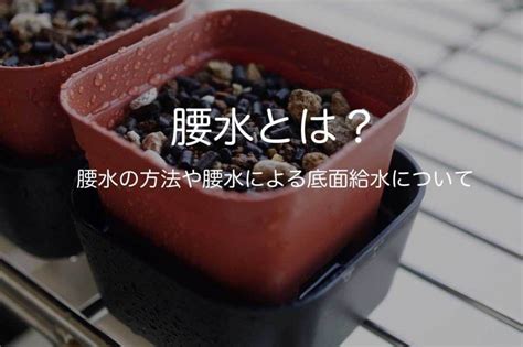 腰水 意思|腰水とは？その意味・役割や方法をご紹介！底面給水。